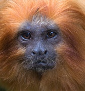 17th Oct 2019 - Golden Lion Tamarin they are hold to photo!