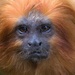 Golden Lion Tamarin they are hold to photo! by creative_shots