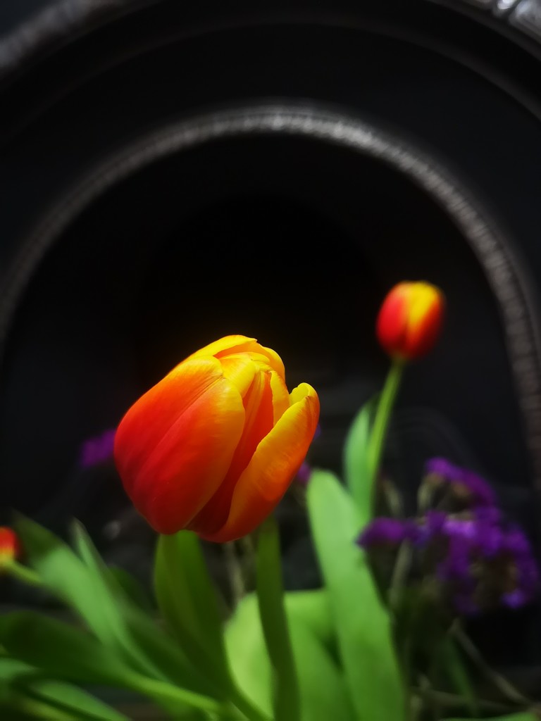 Tulips  by plainjaneandnononsense