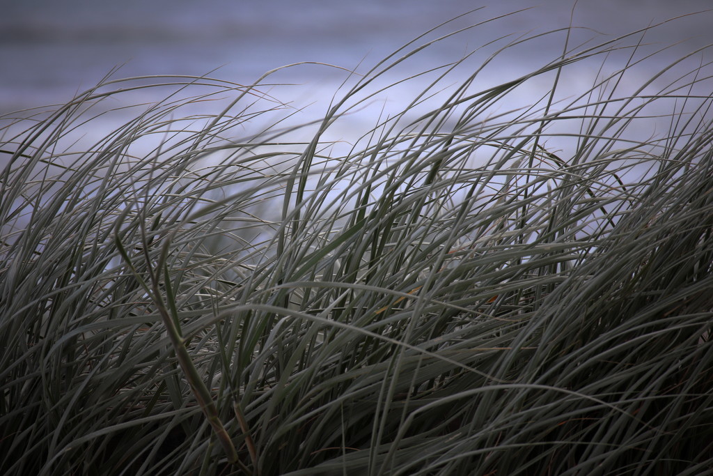 Beach Grass by suez1e