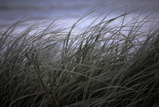 3rd Mar 2020 - Beach Grass