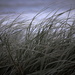 Beach Grass by suez1e