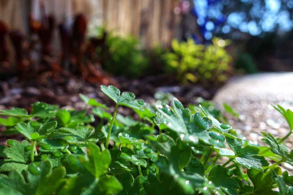 Fake Clover by louannwarren