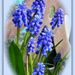 Grape Hyacinth  ( Muscari ) by beryl