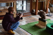 19th Mar 2020 - Red Tail Hawk Used For Falconing.