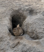 19th Mar 2020 - bunny in her rock burrow