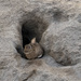 bunny in her rock burrow by shepherdmanswife