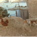 Poultry Day by spanishliz