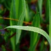 Reed sapling by moonbi