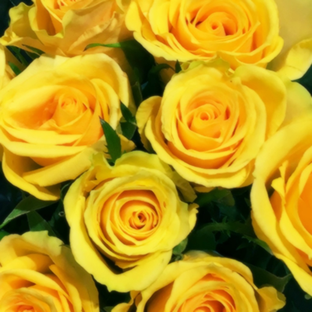 Yellow Roses Are My Favorites by yogiw