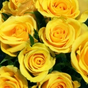 18th Mar 2020 - Yellow Roses Are My Favorites