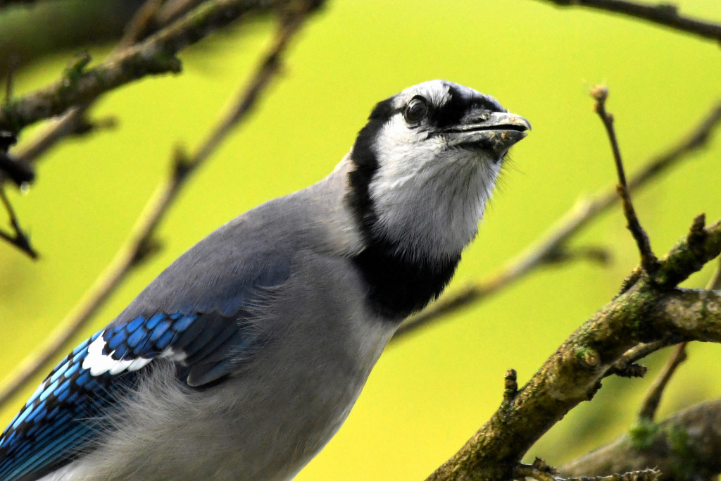 Blue jay Perched by My Window by kareenking