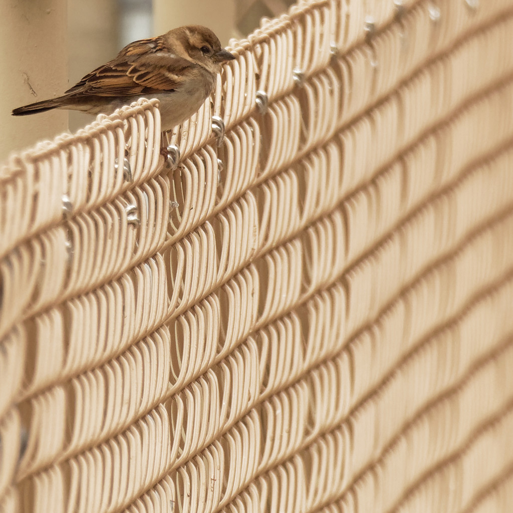 House sparrow on a fence by rminer