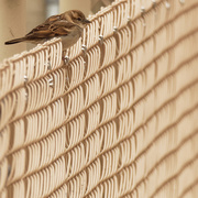 19th Mar 2020 - House sparrow on a fence