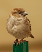 19th Mar 2020 - female house sparrow