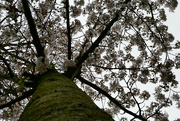 18th Mar 2020 - Blossumtree