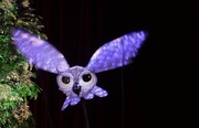 1st Mar 2020 - Owl puppet on Parade, Atlanta