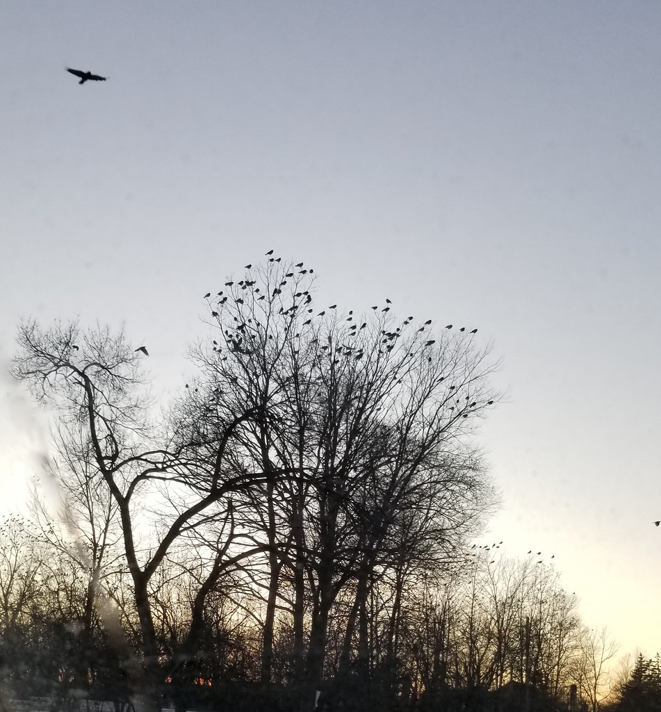 Winter Blackbirds by houser934