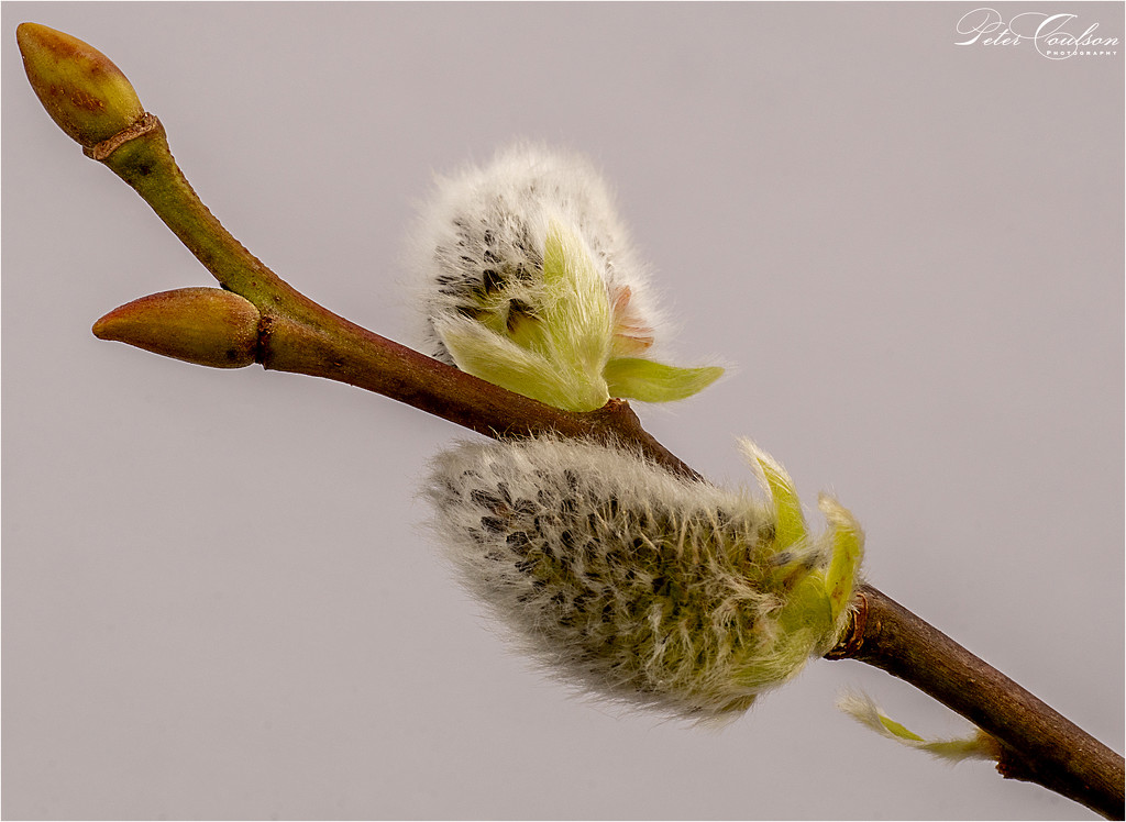 Pussy willow by pcoulson