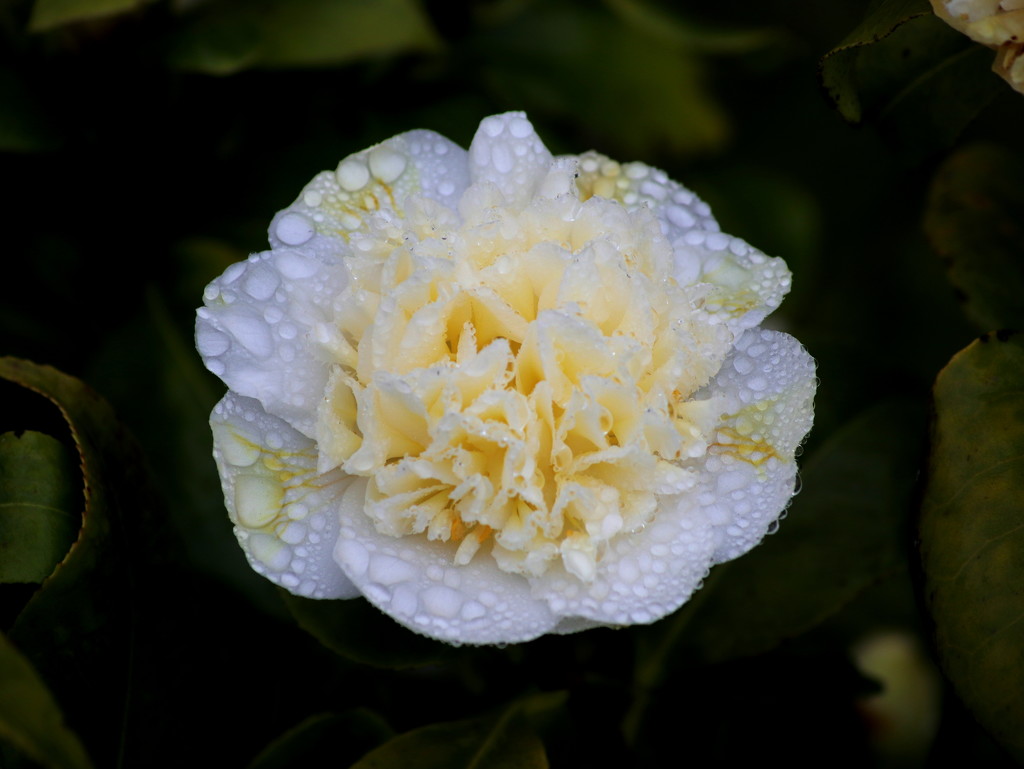 Cream Camellia by gaf005