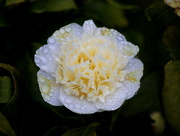 19th Mar 2020 - Cream Camellia