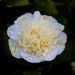 Cream Camellia by gaf005