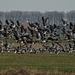geese by gijsje