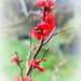 Spring  today  (flower Chaenomeles) by pyrrhula