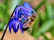 18th Mar 2020 - Bee and Blue Flowers