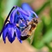 Bee and Blue Flowers by lynnz