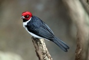 5th Mar 2020 - Red Capped Cardinal