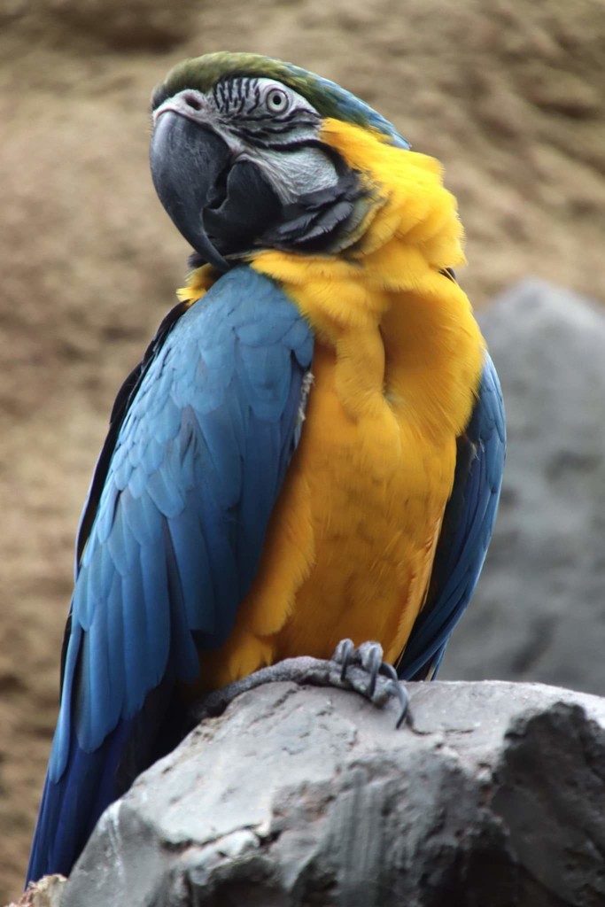 Macaw by randy23