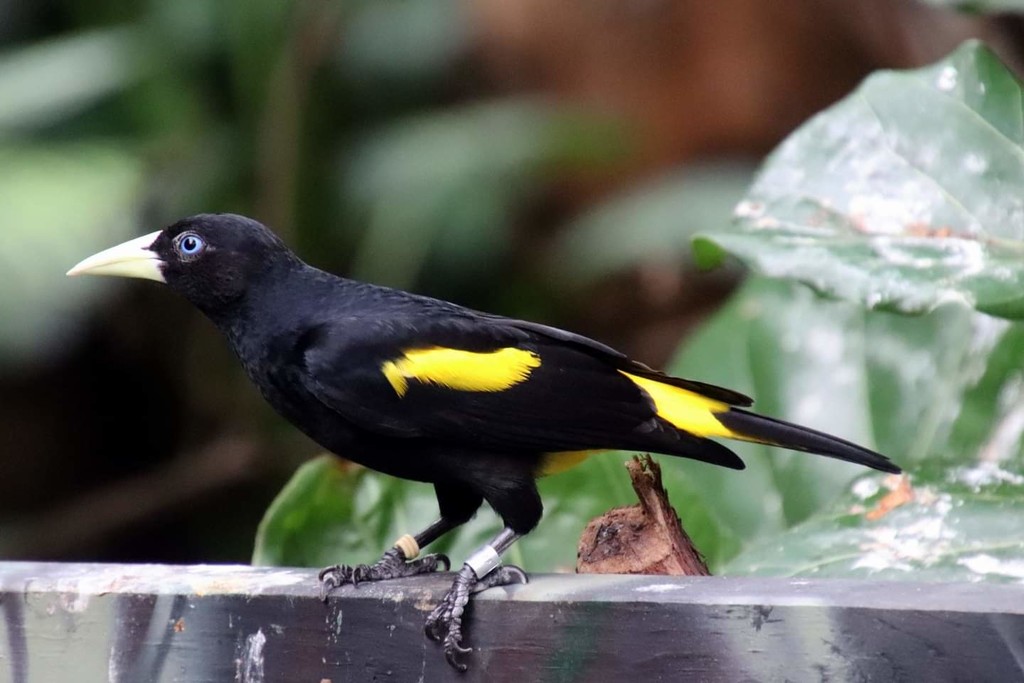 Yellow-Rumped Calique by randy23