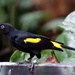 Yellow-Rumped Calique by randy23