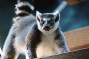 12th Mar 2020 - Ring Tailed Lemur