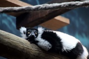 11th Mar 2020 - Black And White Ruffed Lemur