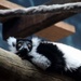 Black And White Ruffed Lemur by randy23