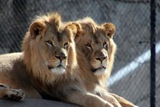 10th Mar 2020 - Lion Brothers