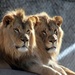 Lion Brothers by randy23