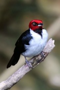 8th Mar 2020 - Red Capped Cardinal III