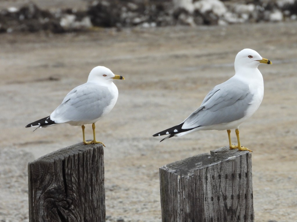 Gull duo by amyk