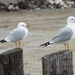 Gull duo by amyk