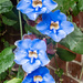 Blue Flowers by yorkshirekiwi