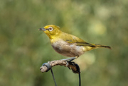 20th Mar 2020 - White- eye