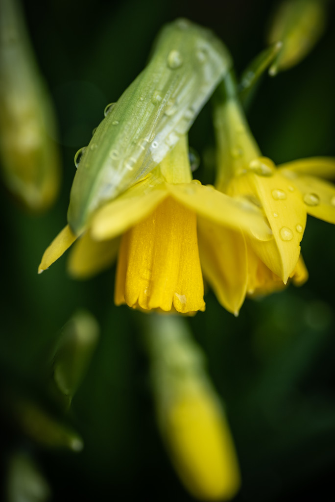 jonquil, narcissus, daffodil by jackies365
