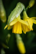 19th Mar 2020 - jonquil, narcissus, daffodil