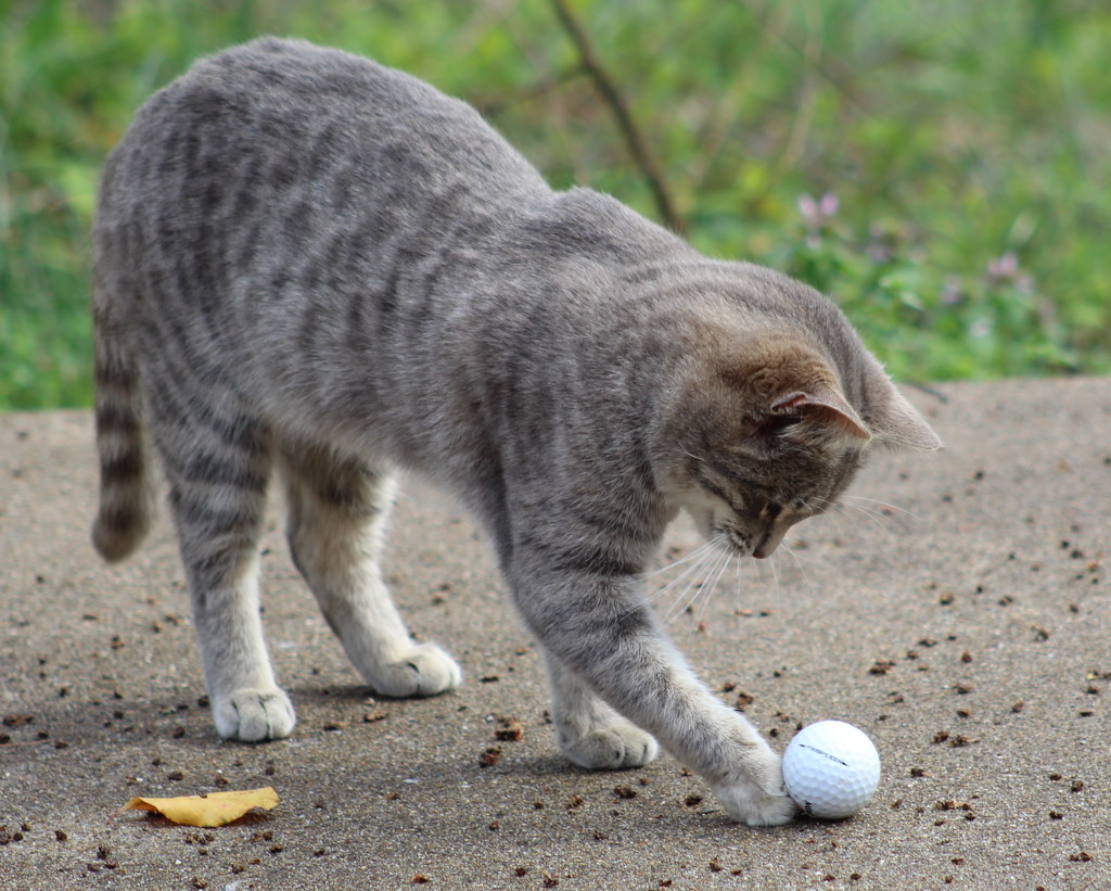 Cat Golf by cjwhite