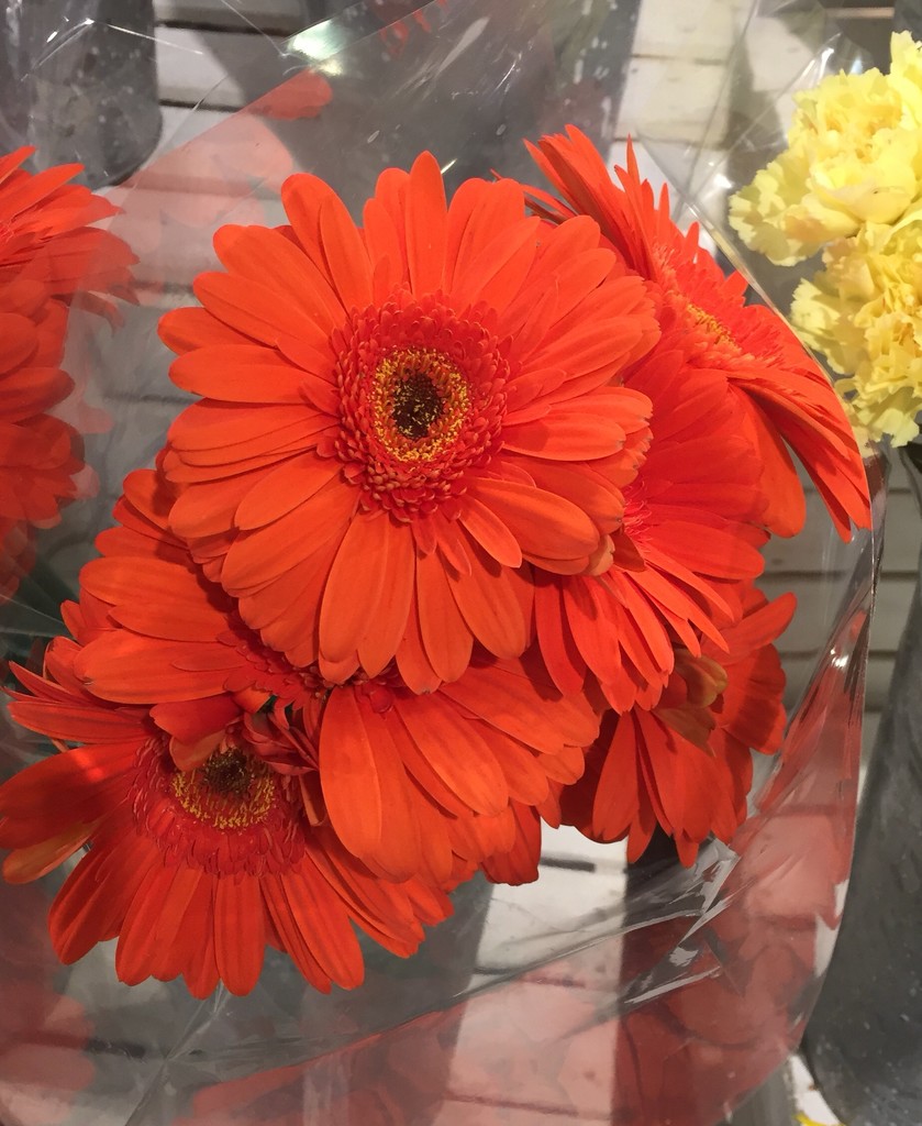 Orange gerbera daisies  by kchuk