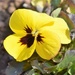 Yellow Viola by sandlily