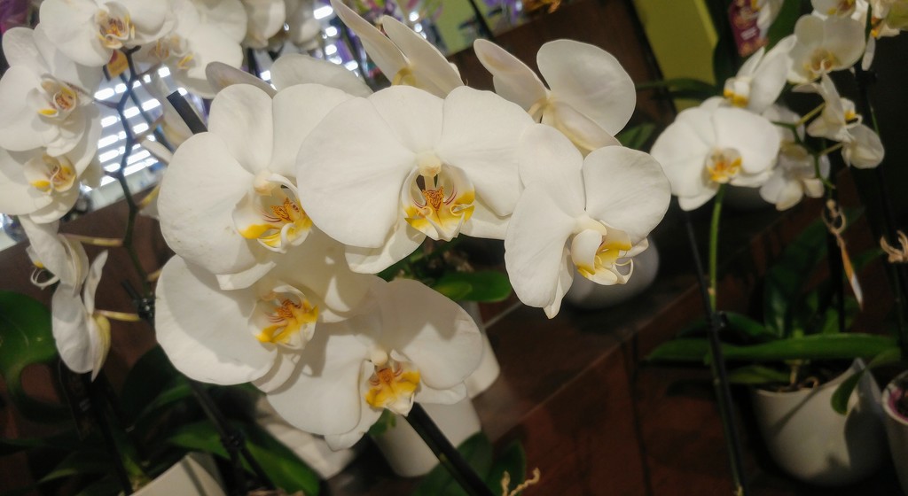 Orchids by harbie